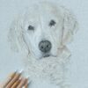 Ruby the Golden Retriever