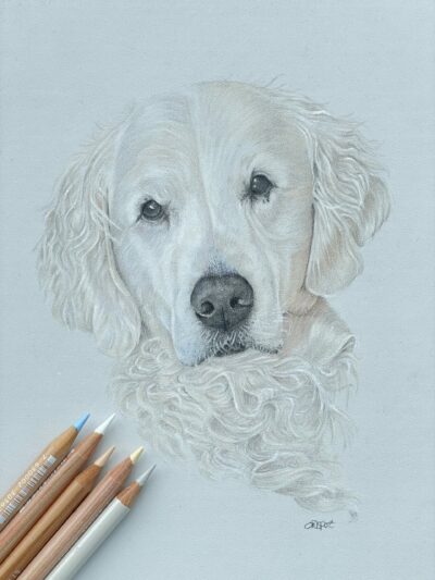 Ruby the Golden Retriever