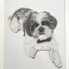 Pet Portrait of Dobby