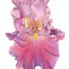 pink and purple bearded iris
