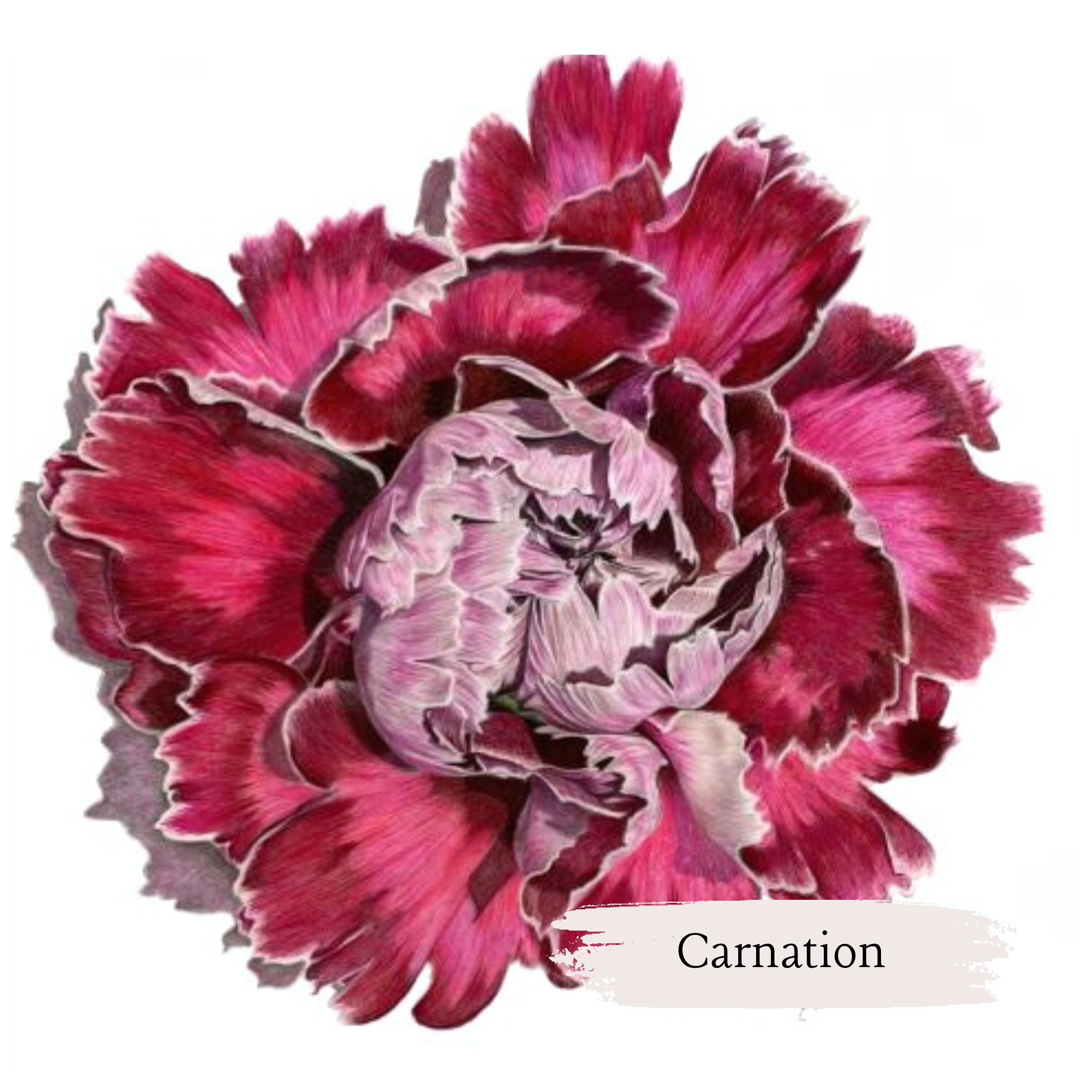 pink and purple carnation
