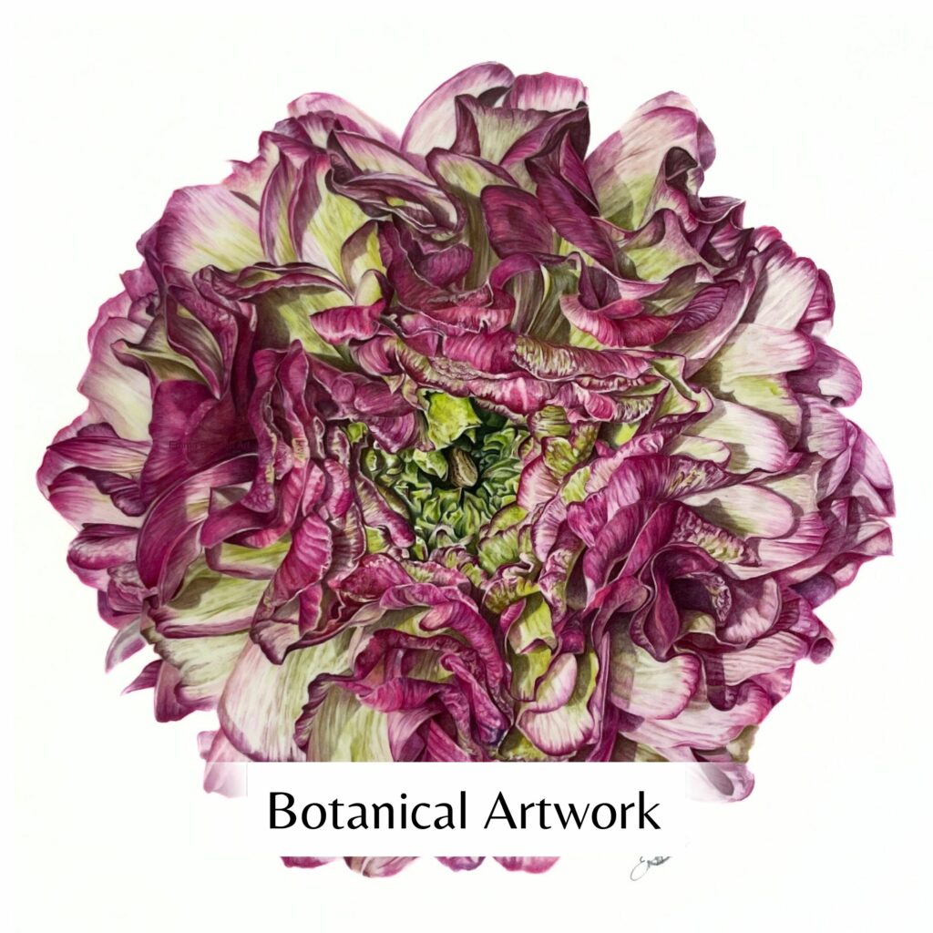 pink, purple and green ranunculus drawing