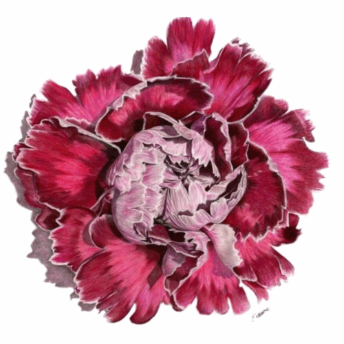 pink carnation