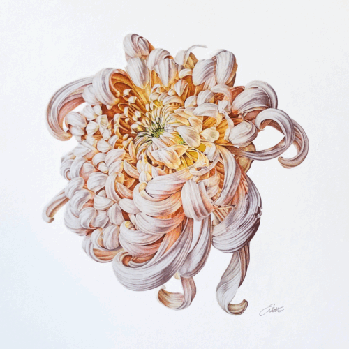 pink and orange flower
