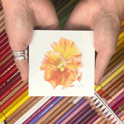 Orange Pansy