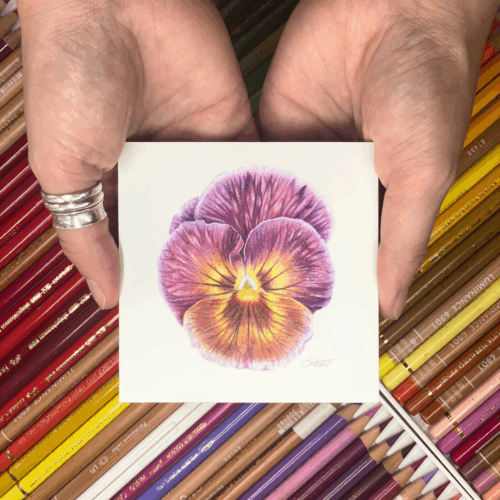dark purple flower in hands
