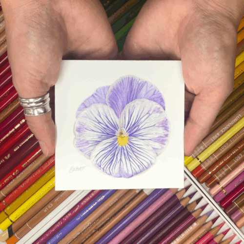 purple flower in hands