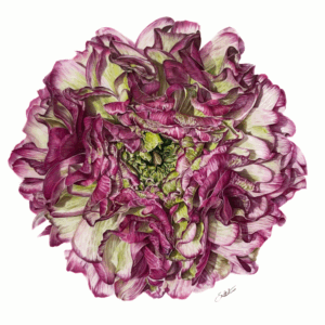 Image of green and pink flower